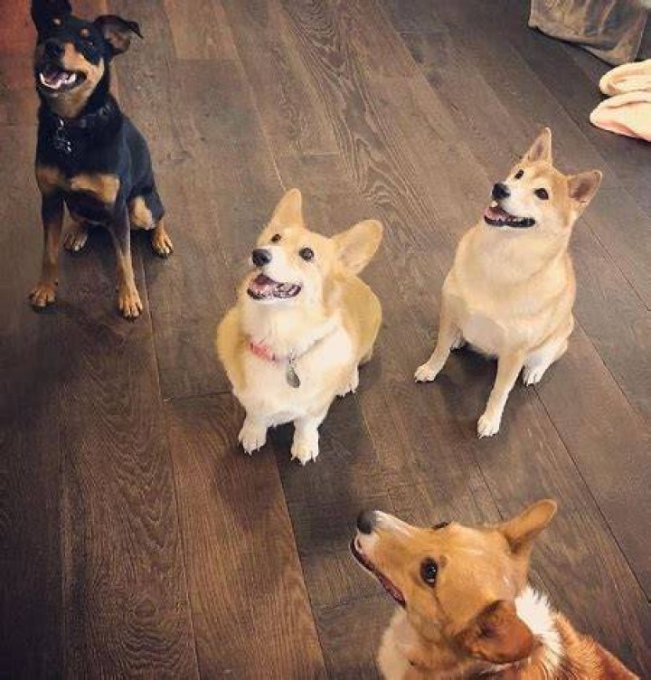 Aphmau (YouTuber) has four pet dogs